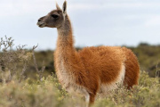 Magallanes busca convertir la carne de guanaco en un producto con identidad y valor comercial