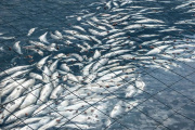 Murieron casi 918 toneladas de salmones en Chile y crece la preocupación en Tierra del Fuego