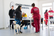 Río Grande propone nuevas herramientas para fortalecer la tenencia responsable de mascotas