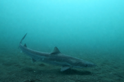 Investigadores fueguinos presentaron estudios sobre tiburones y rayas del Atlántico Sur